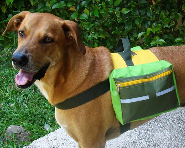 Hunderucksack Breeze, für mittelgrosse Hunde